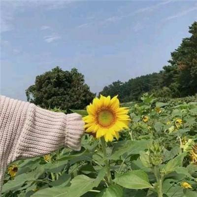 生化围城破解版下载